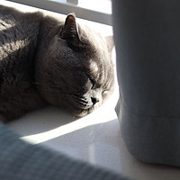 小猫咪大夏天睡在太阳下不会中暑么？