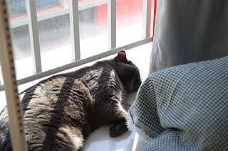 小猫咪大夏天睡在太阳下不会中暑么？