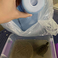 15元一桶的山泉水，就是乌龟的日常用水