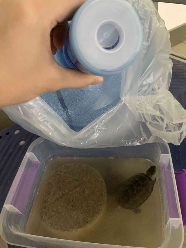 15元一桶的山泉水，就是乌龟的日常用水