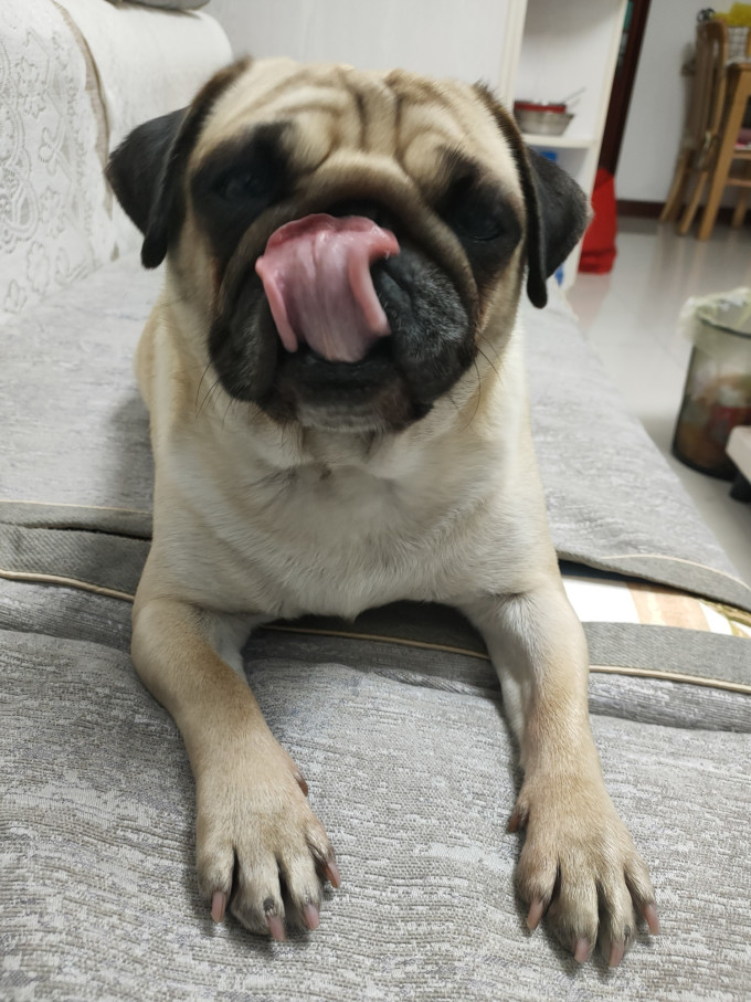 嬉皮狗磨牙洁齿