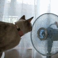 夏季养宠防暑攻略，宠物吹空调会得空调病吗？