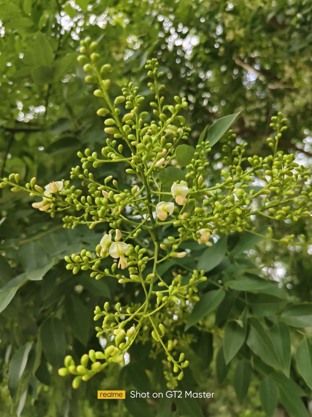 颜值和性能全都要,真我GT2大师探索版首发体验