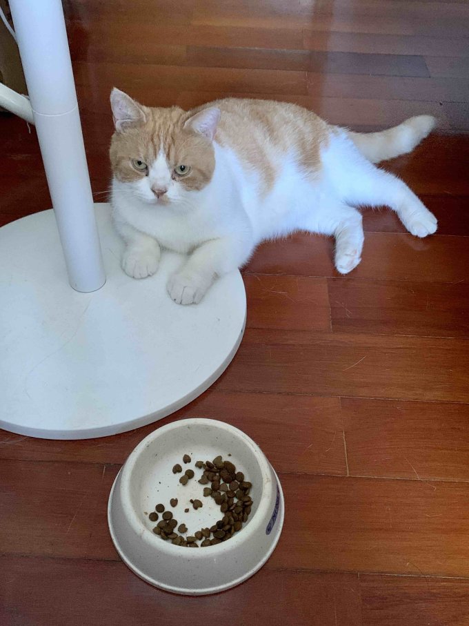 八公粮品猫粮