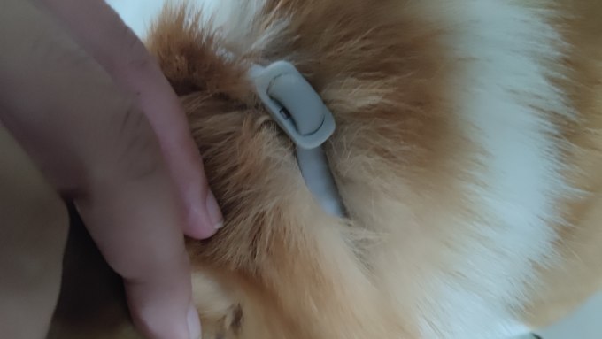 宠物驱虫