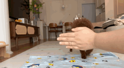 害怕猫咪就医应激?这招轻松解决!