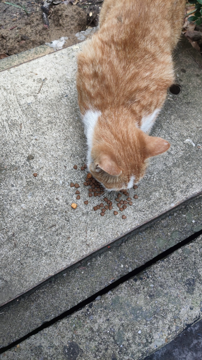 顽皮猫咪干粮