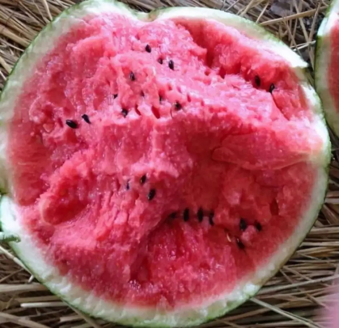 8424麒麟西瓜3,然后是看西瓜籽,根据南汇8242西瓜上海市团体标准,8242