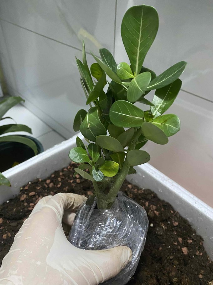 桃花流水盆栽