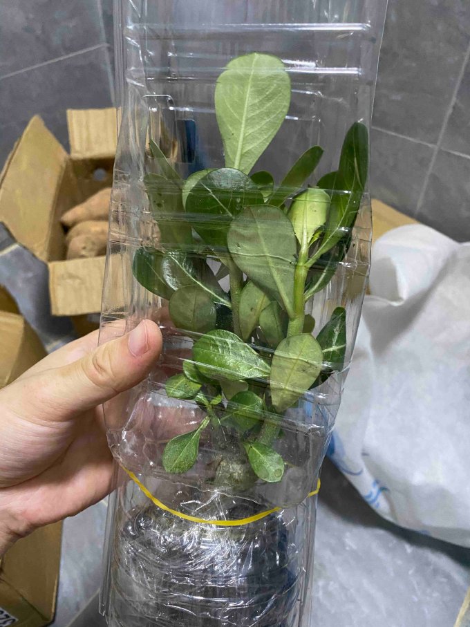 桃花流水盆栽