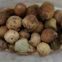 原色无花果干
