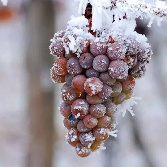 夏天喝什么葡萄酒非常爽？