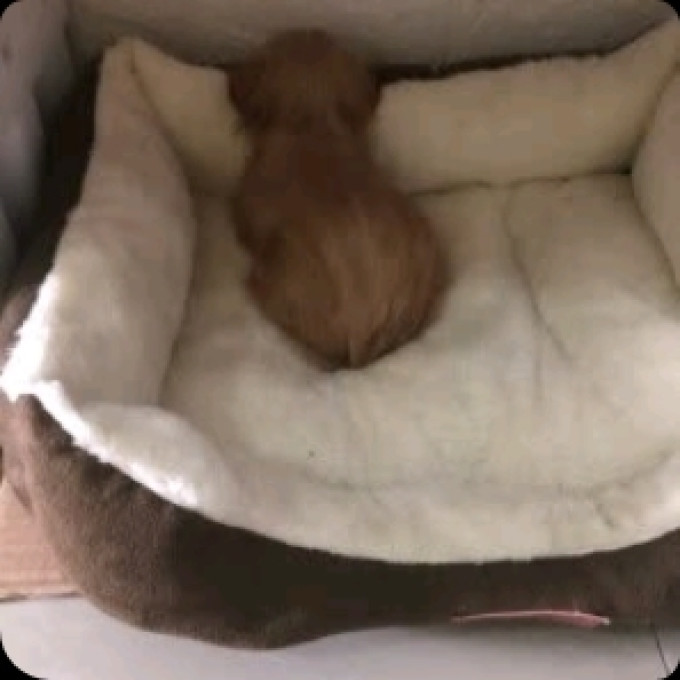 獒少保猫狗窝
