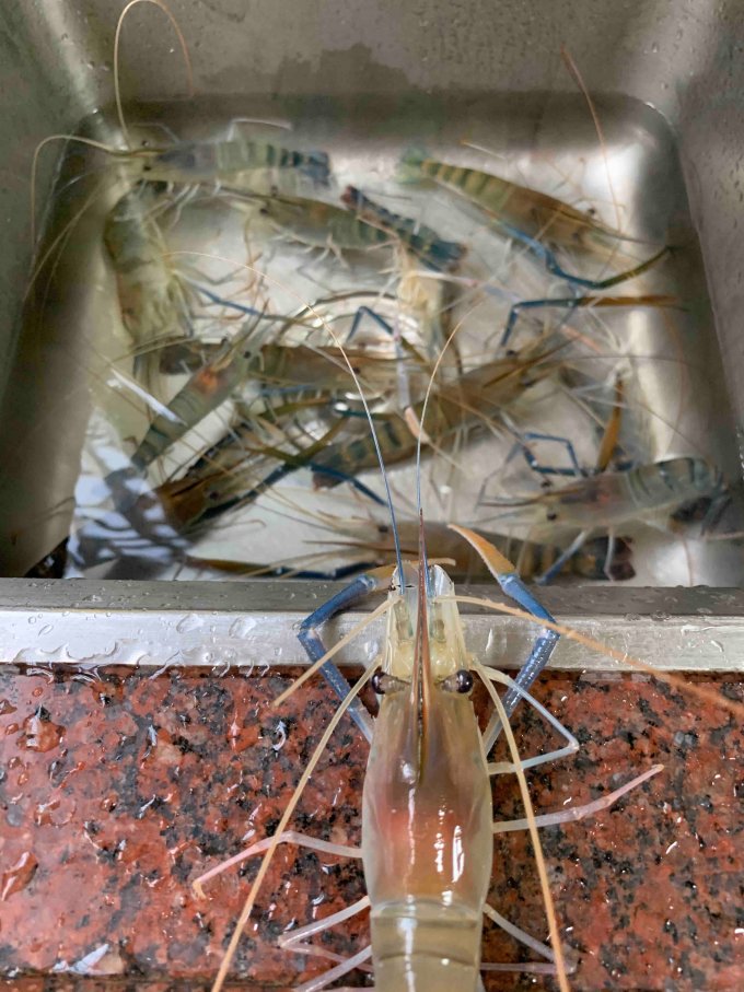 58一斤带钳子的大虾还有黄这样做好香呀