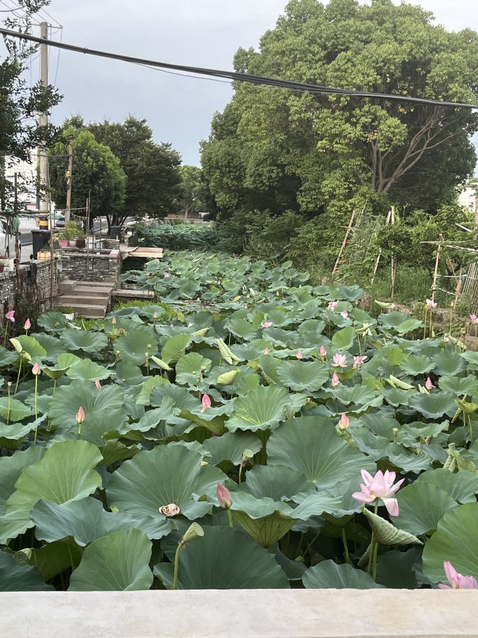 京鲜生新鲜水果