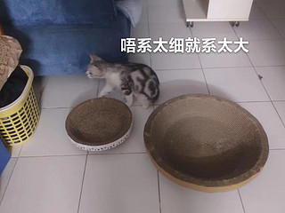 大是真的大 猫都嫌弃了