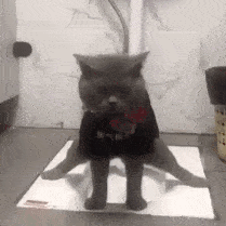 什么！猫粮居然不是养猫无底洞，版本答案居然是它——猫砂！！