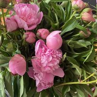 夏日美花