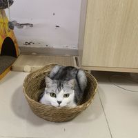 草编篮子okk
