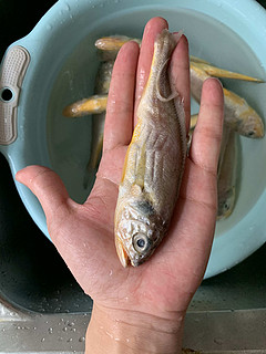 海名威的小黄鱼，买过的值友一致好评！