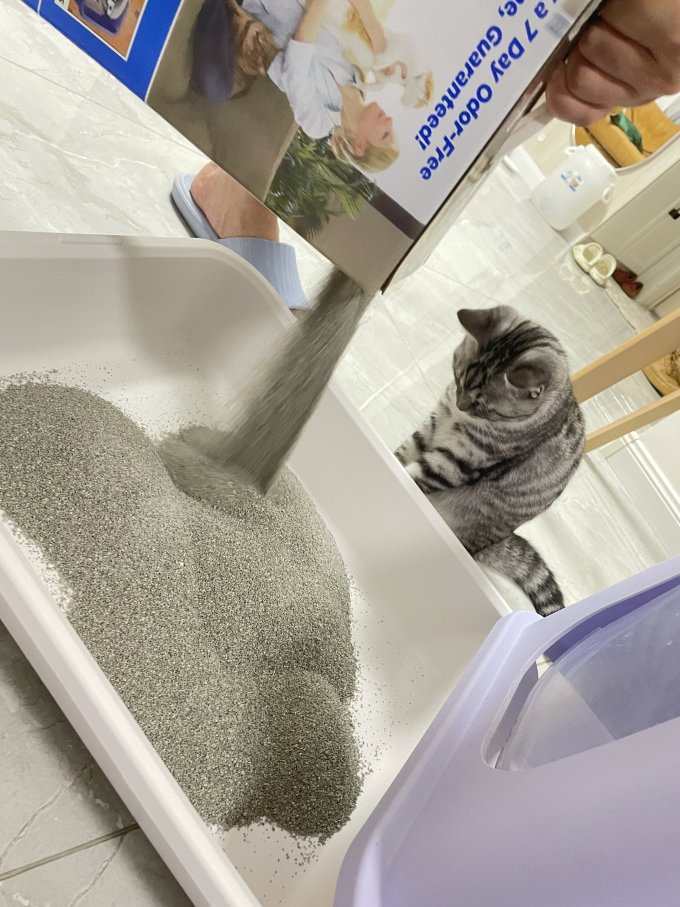 猫砂