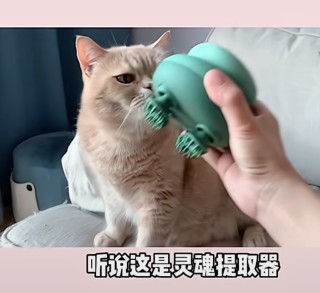 灵魂按摩器，小猫用人用二合一