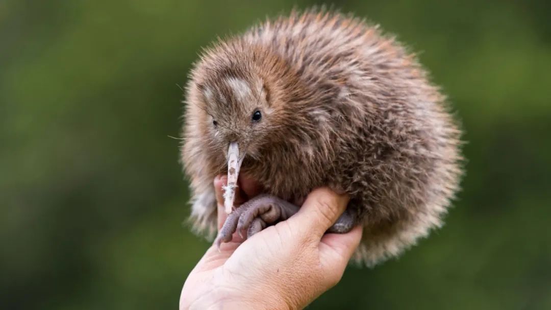新西兰国鸟Kiwi ©️网络