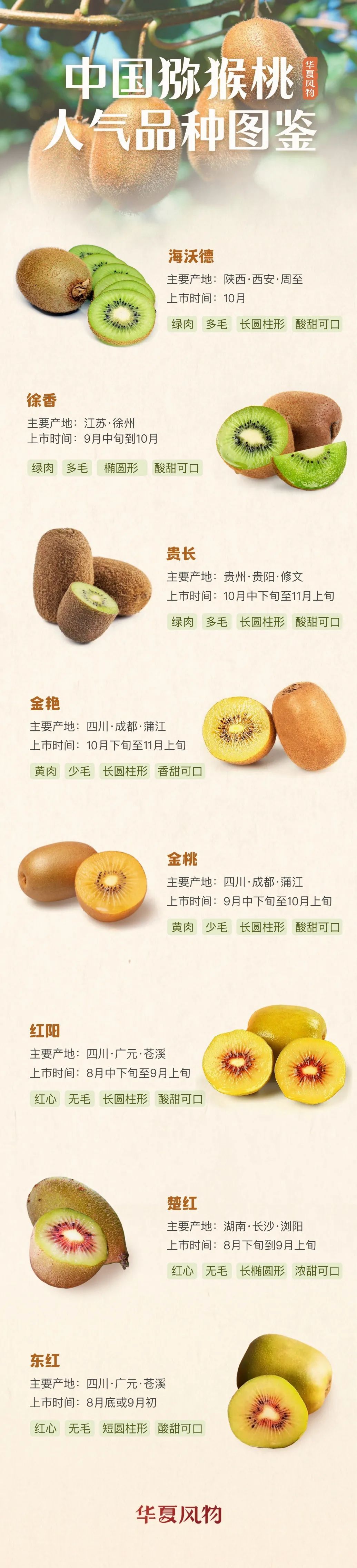 中国猕猴桃人气品种图鉴 ©️华夏风物