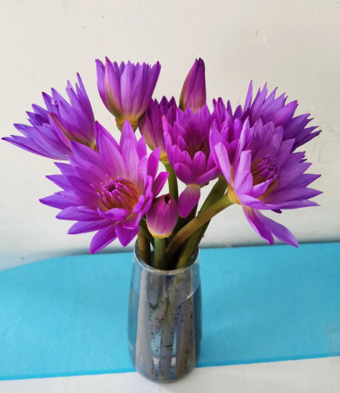 花加鲜花绿植