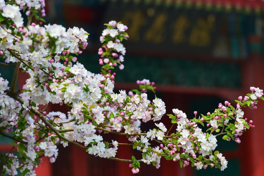 元大都城垣遗址公园内，初春时节的海棠花溪。©华夏风物创作者—摄影师伊蓝