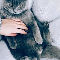 你家有🐱主子要伺候吗？