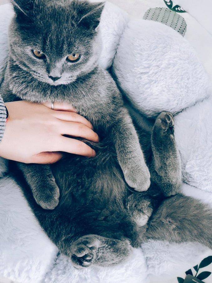 猫咪