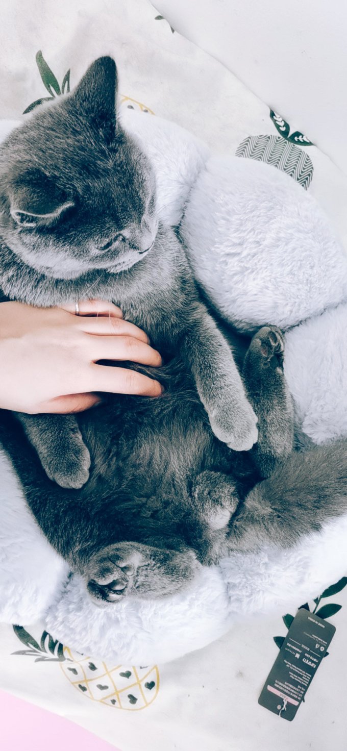 猫咪