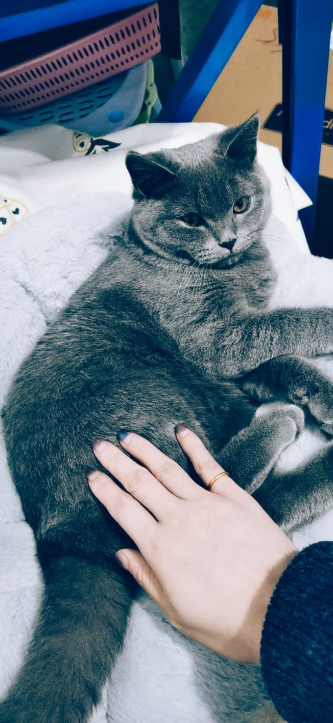 猫咪