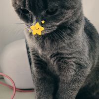 小🐱主子的傲娇日常！！！
