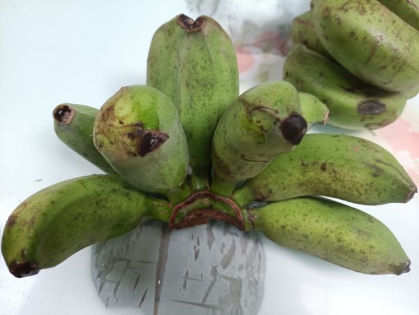 并蒂莲见过,并蒂蕉第一次见!