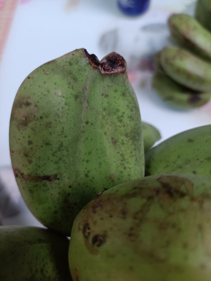 并蒂莲见过并蒂蕉第一次见