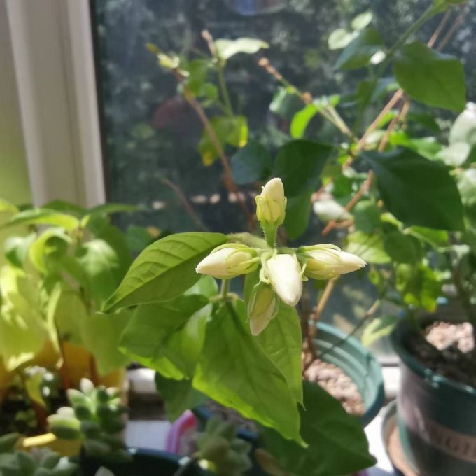 春蕾茶类