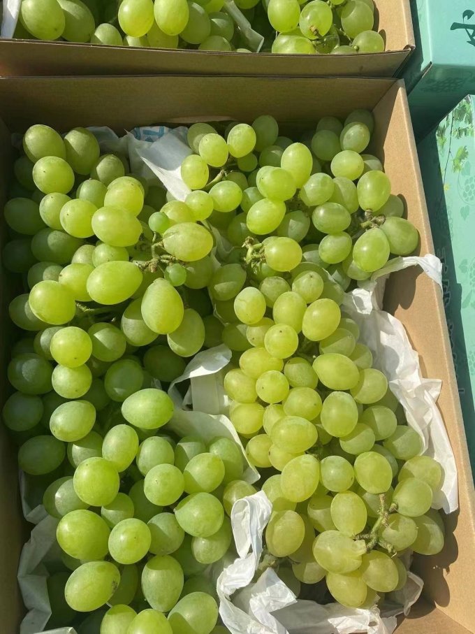 葡萄/提子怎么样 牛奶葡萄_什么值得买