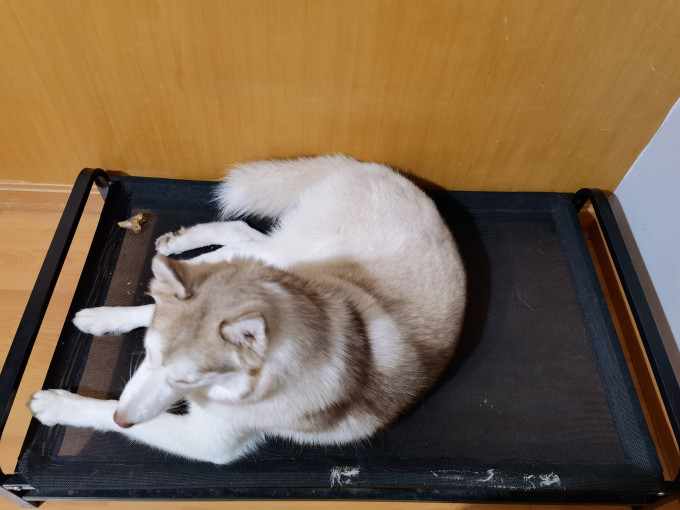 荣迪猫狗窝