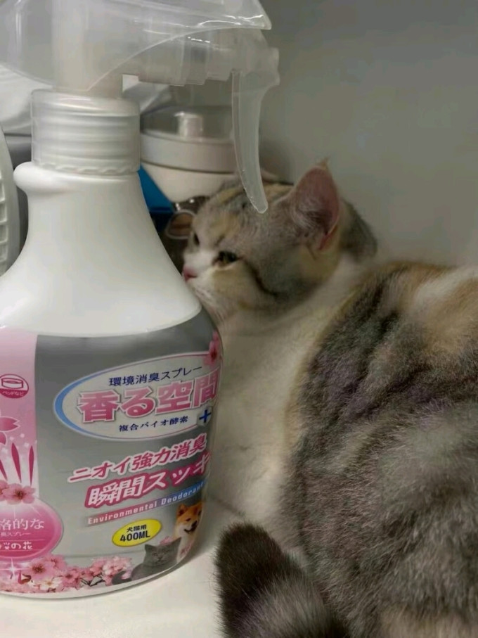 净化除味