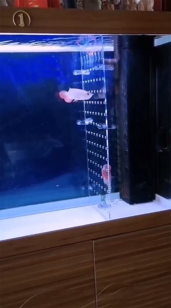 金喜利水族用品