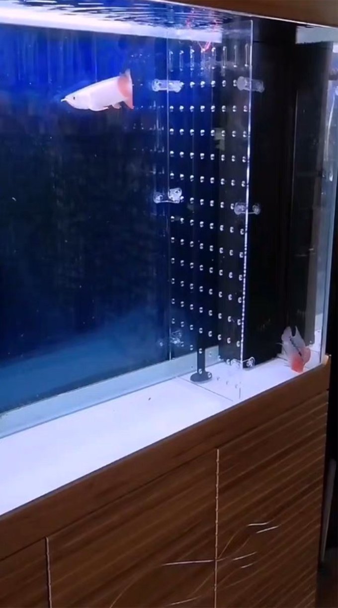 金喜利水族用品