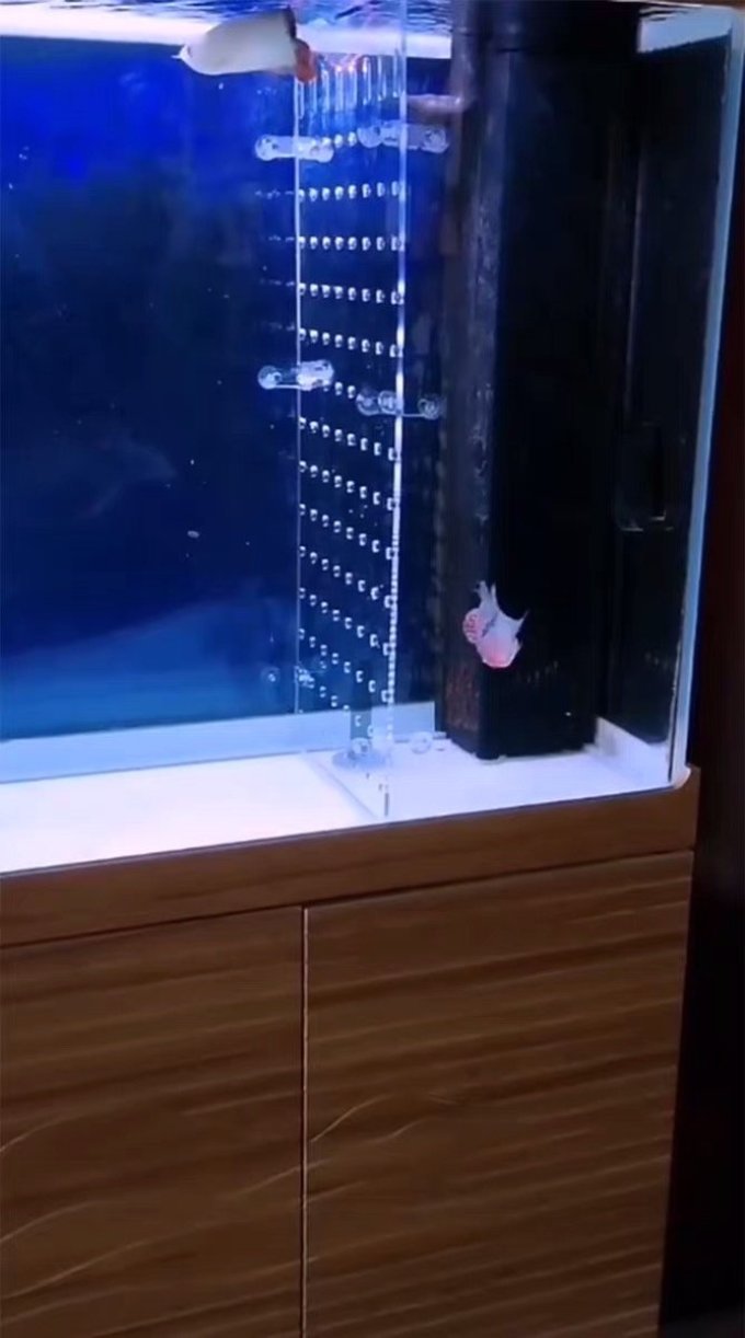 金喜利水族用品