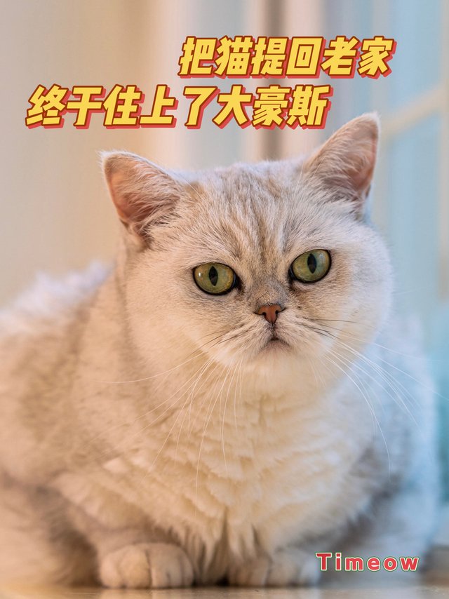提猫回老家 它终于住上了大房子