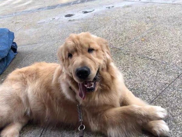 狗粮40斤装通用型金毛拉布拉多幼犬