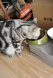 小猫爱吃的猫粮