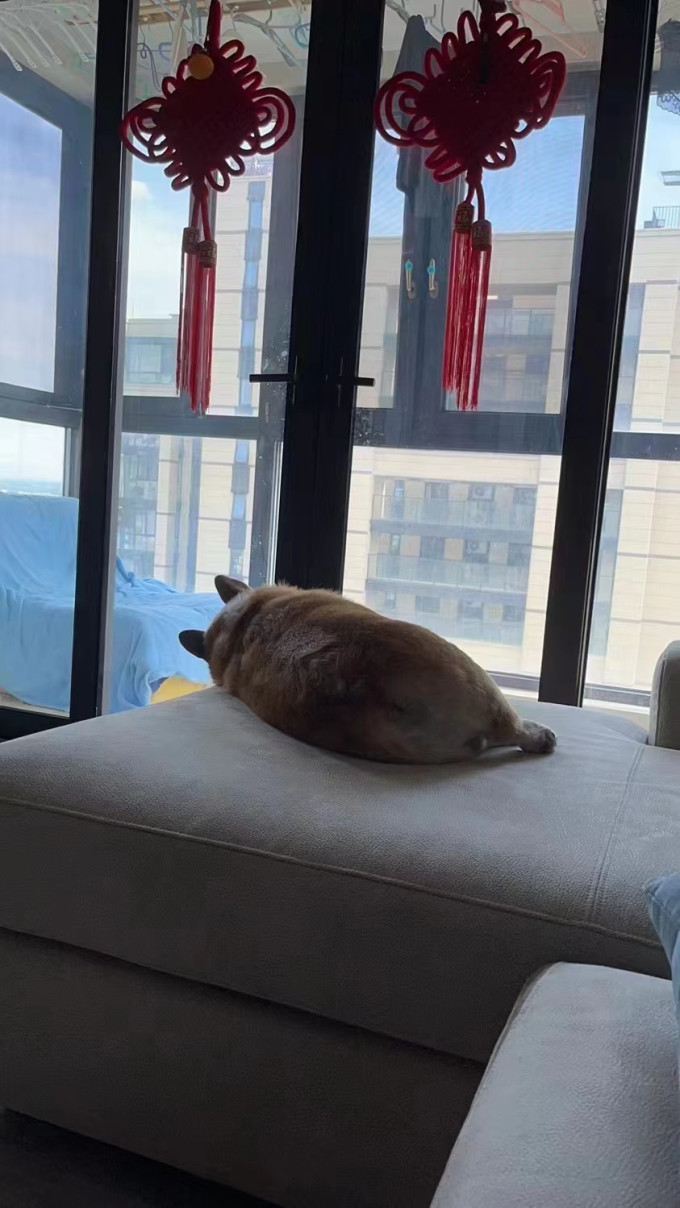 添宁狗狗