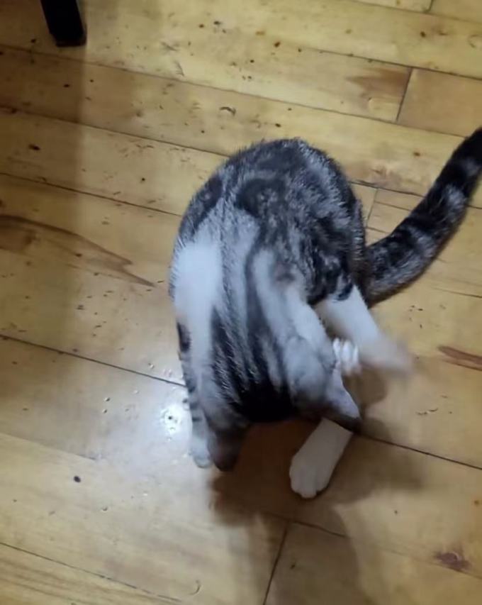 天净猫玩具