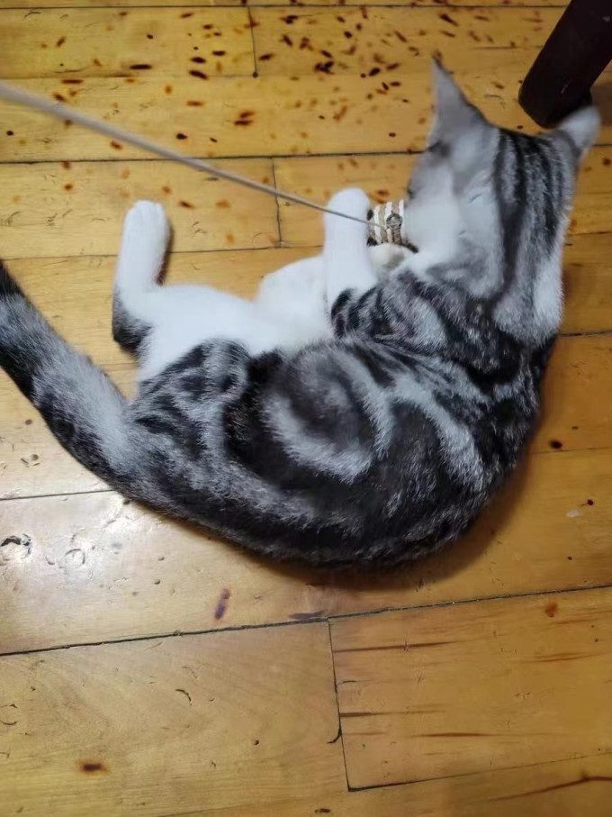 天净猫玩具